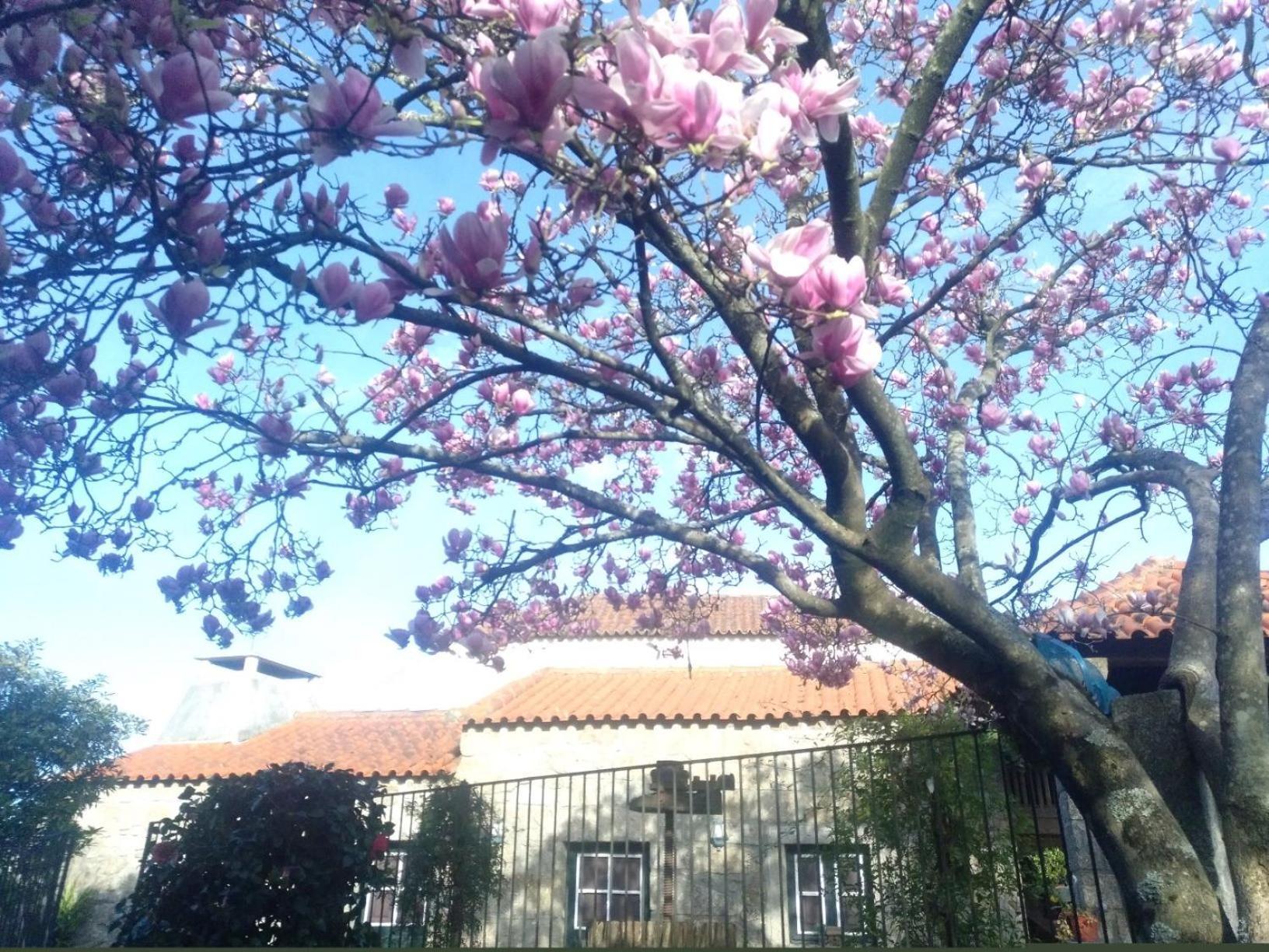 Sao Braz Terrace * Landim